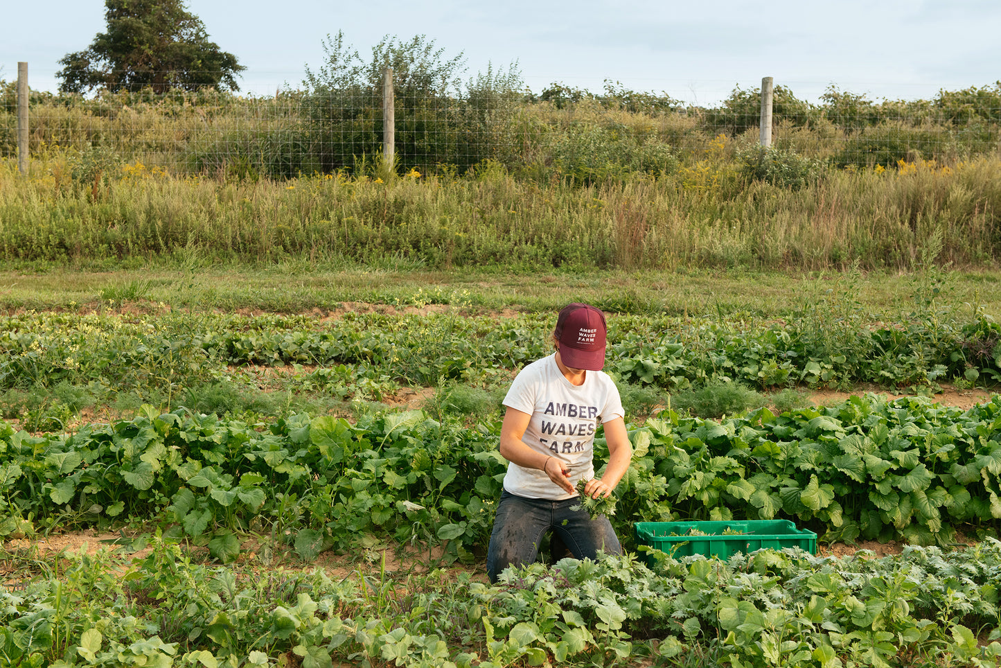 Donations to Benefit Amber Waves Farm