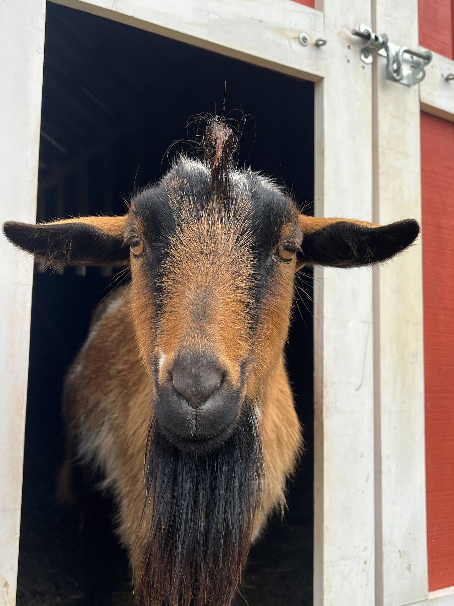 FEED THE GOATS DONATION