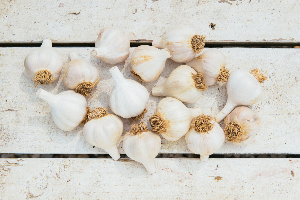 Amber Waves Garlic, each