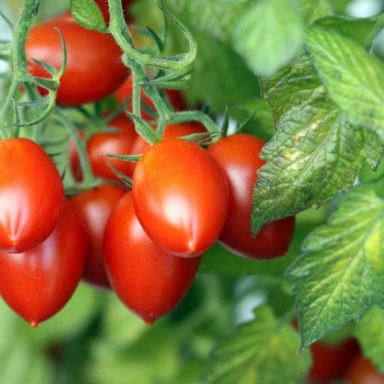 Sauce Tomato EDITH'S