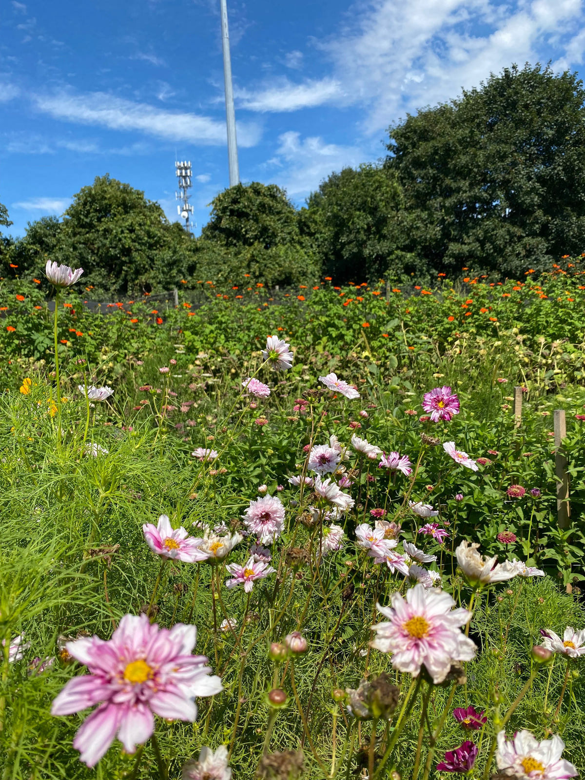 Pick Your Own Flowers at Amber Waves