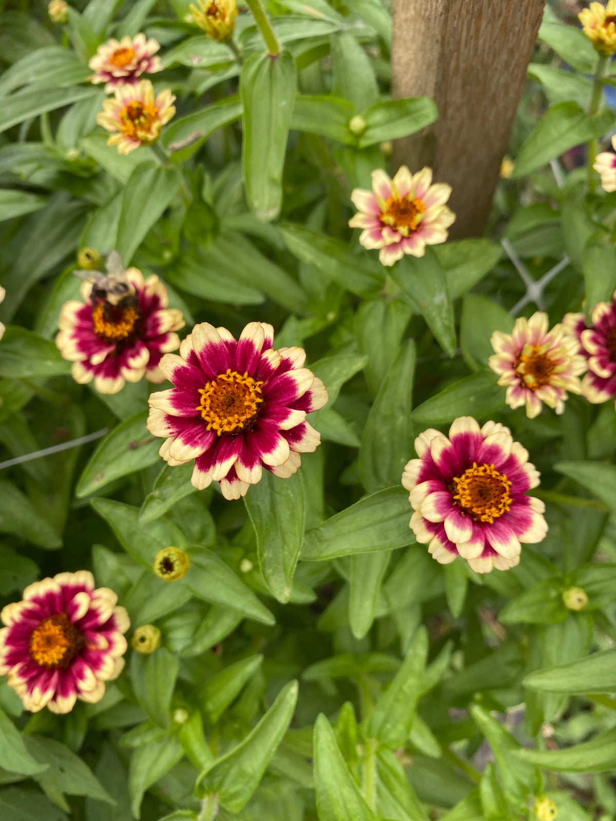 Pick Your Own Flowers at Amber Waves