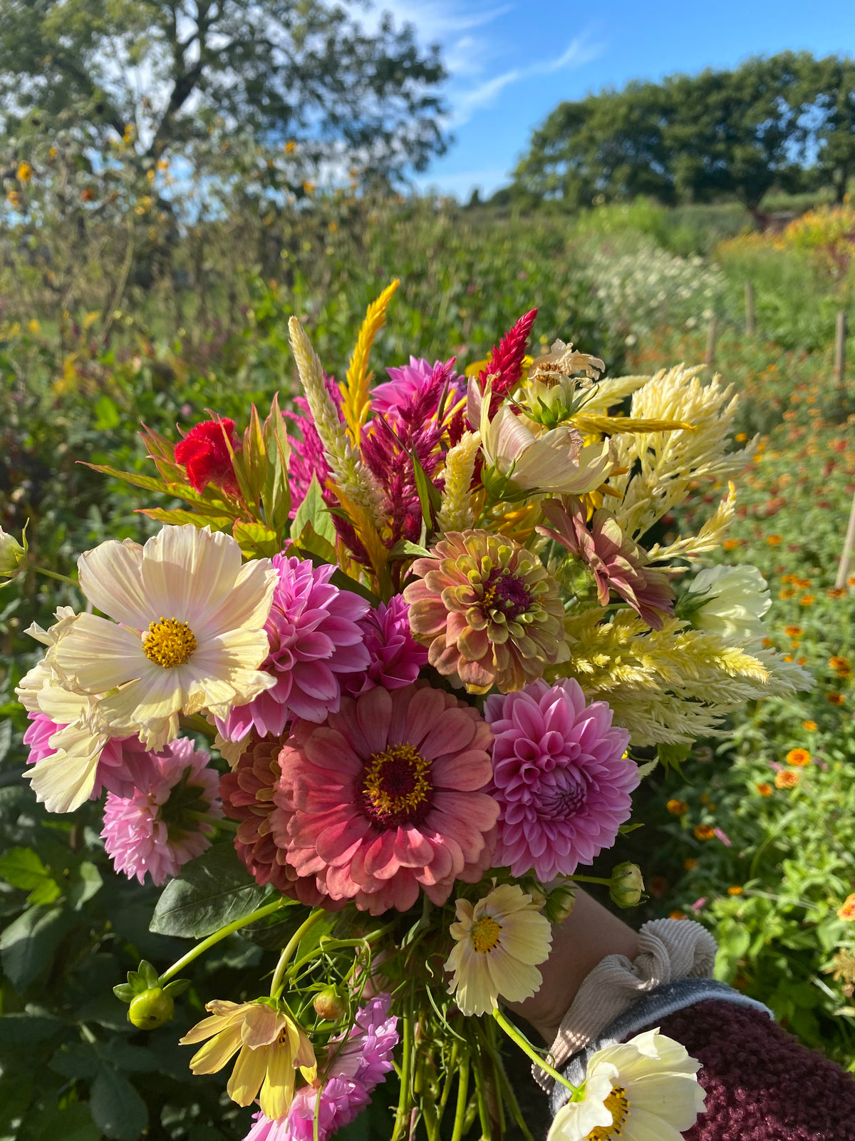 Pick Your Own Flowers at Amber Waves