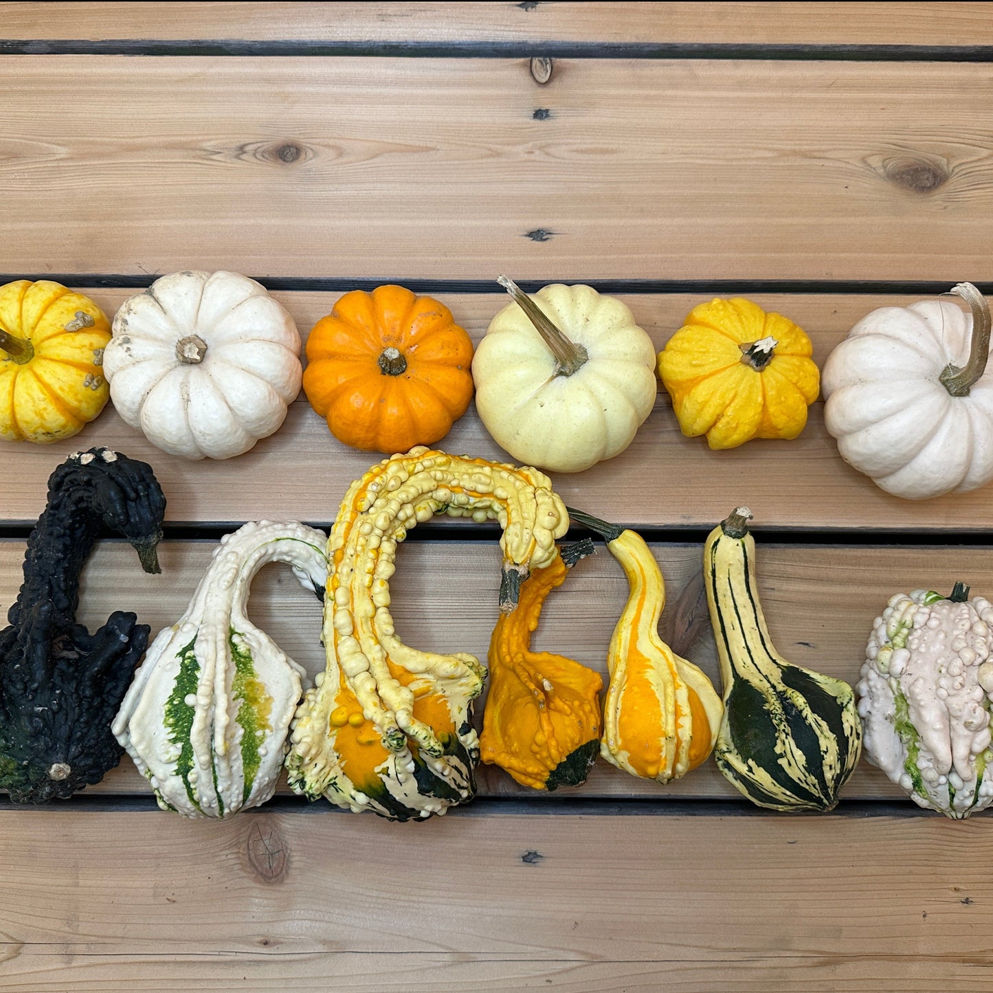 Locally Grown Mixed Decorative Gourds & Mini Pumpkins, dozen