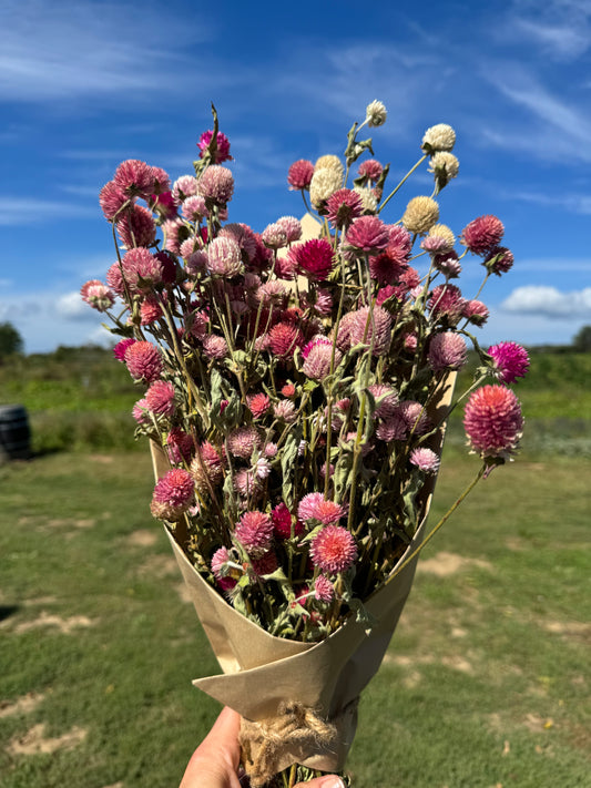 Amber Waves Dried Gomphrena Bouquet