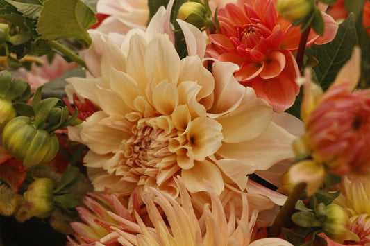 Dahlia Bouquet