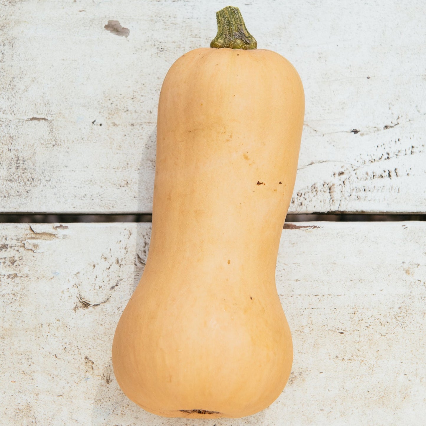 Amber Waves Butternut Squash, each