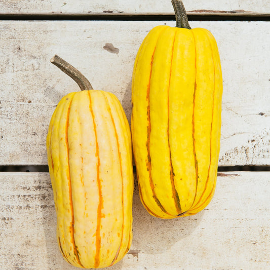 Amber Waves Delicata Squash, each