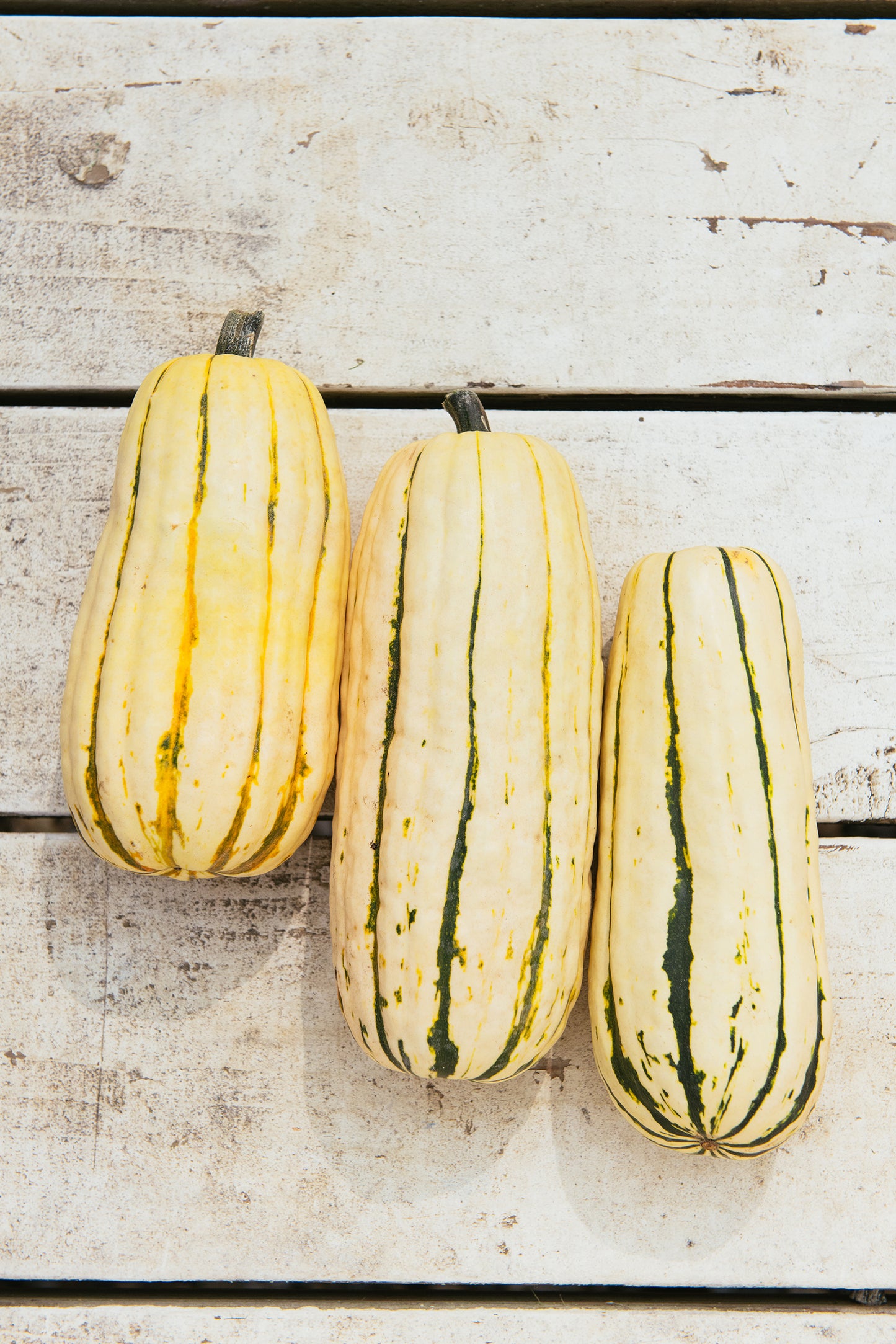 Amber Waves Delicata Squash, each