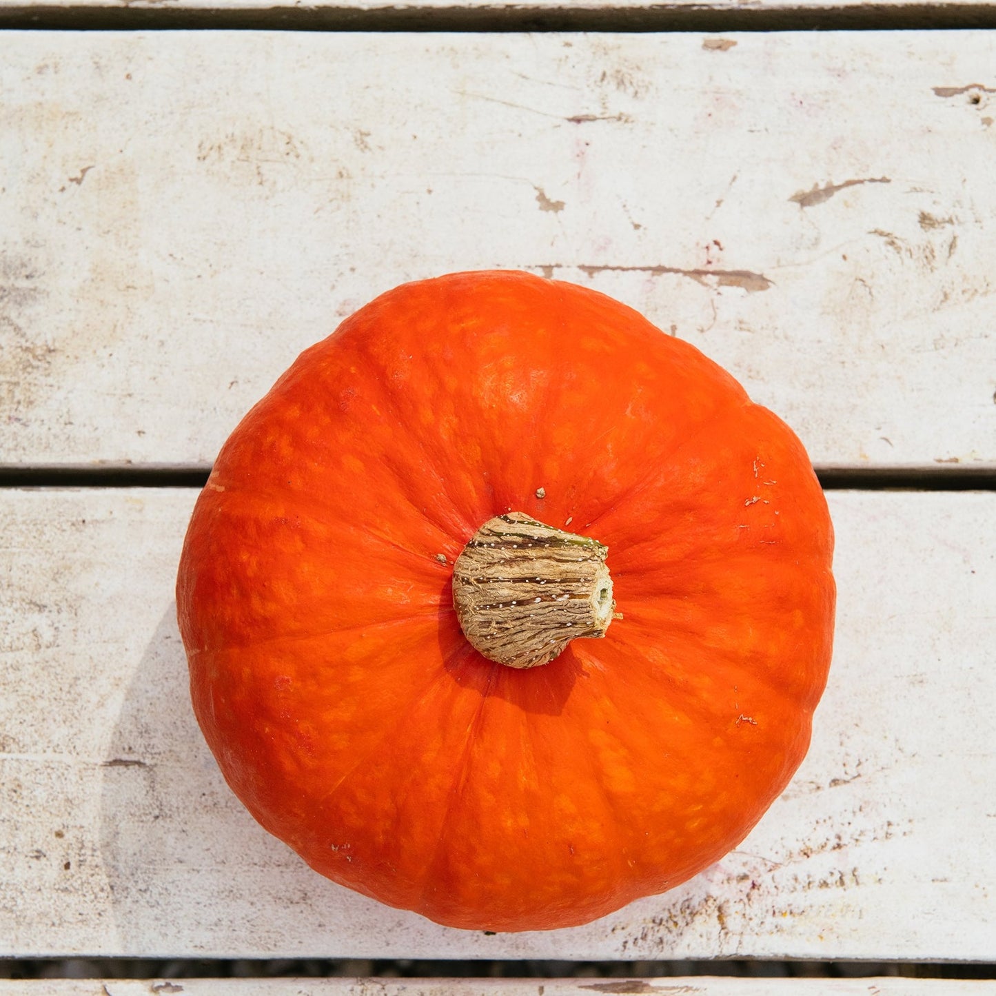 Amber Waves Kabocha Squash, each