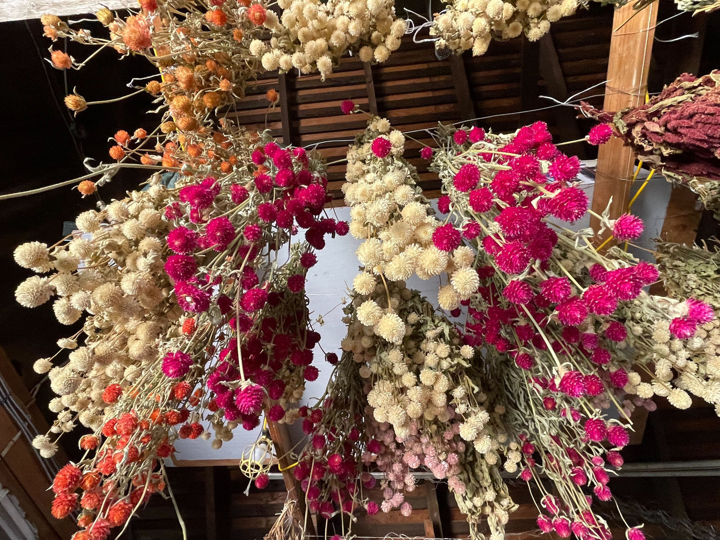 Amber Waves Dried Gomphrena Bouquet