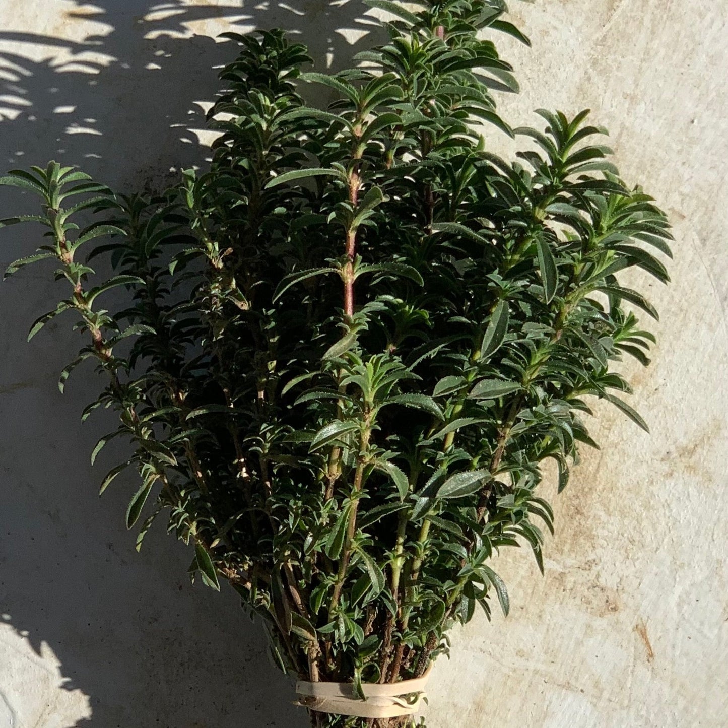 Amber Waves Winter Savory, bunch